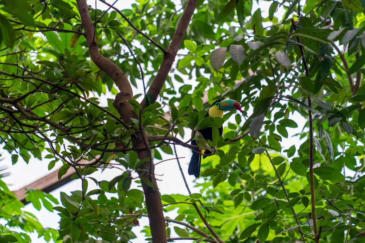 Tropical foliage fills the Papiliorama enclosure